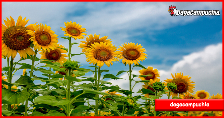 15 Makna Bunga Matahari Berdasarkan Warna dan Kehidupan